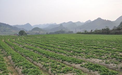   御麒集團(tuán)共同大力發(fā)展中醫(yī)藥研發(fā)研制